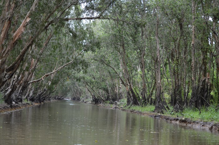 Forêt de Tra Su